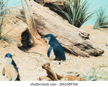 Penguins Marching And Co-existing In The Zoo