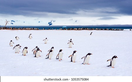 Penguins Marching At Half Moon Bay In Antarctica