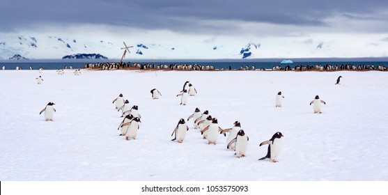 Penguins Marching On Half Moon Bay In Antarctica