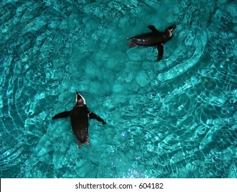 Penguins At The New England Aquarium In Boston