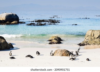 penguins on the beach in Africa  - Shutterstock ID 2090901751