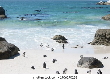 Penguins On The Beach In Cape Town South Africa 