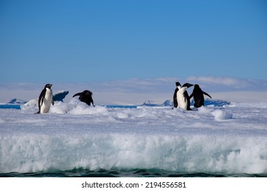 Penguins On An Ice Floe In Antarctica At Eye Level As Seen From A Kayak