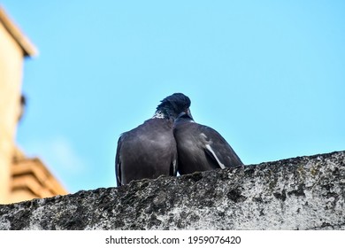 壁紙 ペンギン の写真素材 画像 写真 Shutterstock