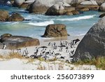 penguins on the savage beach and rocks - southern right whale - Cape of good hope reserve - South Africa 