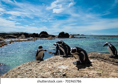 Penguins on vacation at Boulders Beach, Cape Town