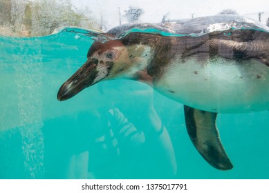 Penguins playing at a zoo swimming up to a glass window in an enclosure - Powered by Shutterstock