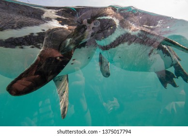 Penguins playing at a zoo swimming up to a glass window in an enclosure - Powered by Shutterstock