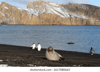 Penguins and a seal at Whaler's Bay, Deception Island Antarctica