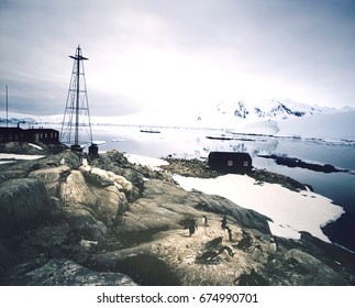 Penguins at Settlement