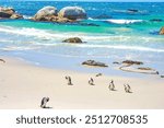 Penguins at Simons Town, Cape of Good Hope, Cape Town, South Africa