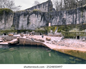 Penguins (Spheniscidae) in their zoo enclosure captured as they go about their daily activities. The sign translates to “Next Feeding” and shows the time the it will take place. - Powered by Shutterstock