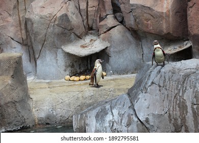 Galápagos Penguins Stand On Stones Near Water On The Zoo. Show With Penguin In The Pool (Loro Park). Loro Parque, Puerto De La Cruz, Tenerife, Canary Islands, Spain.