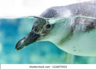 Penguins Swim In The Aquarium Of Genoa (Italy)