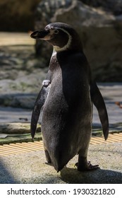 Penguins Swim Under Water And Sunbathe