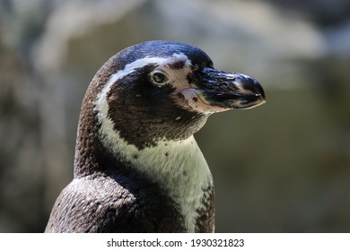 Penguins Swim Under Water And Sunbathe