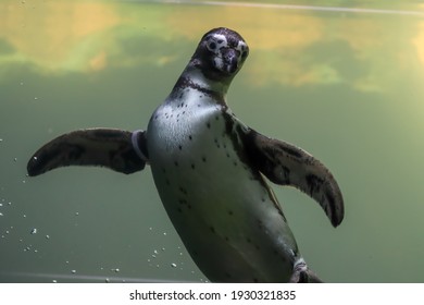 Penguins Swim Under Water And Sunbathe