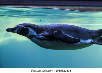 Penguins Swim Under Water And Sunbathe