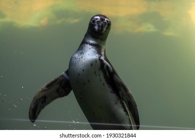 Penguins Swim Under Water And Sunbathe