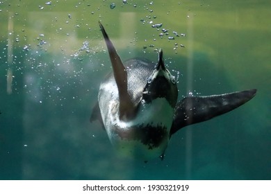 Penguins Swim Under Water And Sunbathe