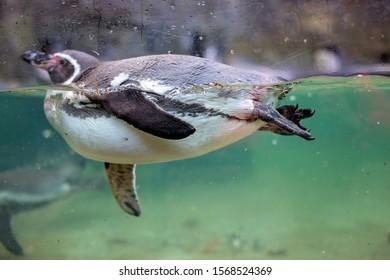 563 Penguin eat fish Stock Photos, Images & Photography | Shutterstock