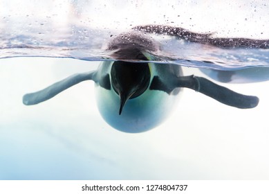 Penguins Swimming Underwater In The Pool