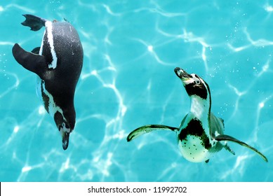 Penguins Under Water