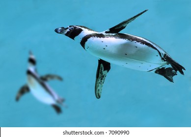 Penguins Under Water