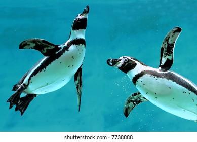 Penguins Under Water