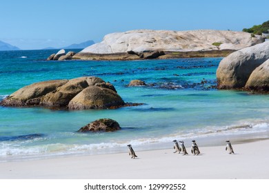 Penguins walk on sunny beach. Shot in the Boulders Beach Nature Reserve, near Cape Town, Western Cape, South Africa.