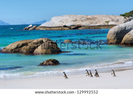 Penguins walk on sunny beach. Shot in the Boulders Beach Nature Reserve, near Cape Town, Western Cape, South Africa.