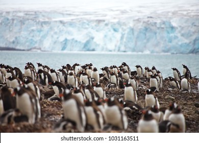 Penguins At Yankee Harbour, South Shetland Islands, Antarctica