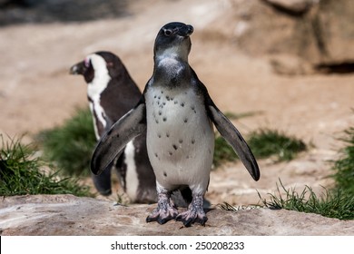 Penguins In Zoo