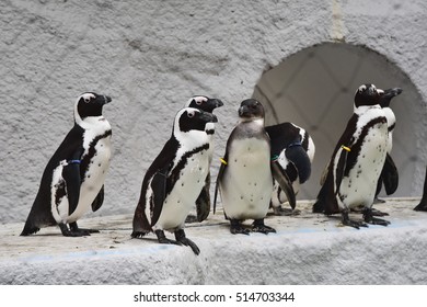 Penguins In The Zoo