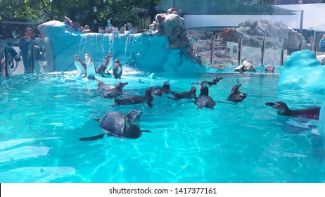 Penguins In Zoo In Belgrade 