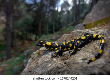 Penibetic Spanish Fire Salamander Amphibian 