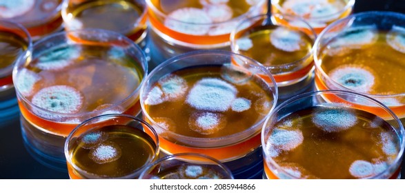 Penicillin Fungi In Petri Dishes