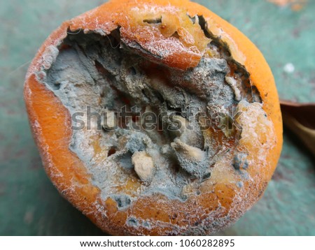 Penicillin mold naturally growing on a rotting orange outdoors.
