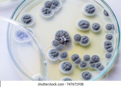 Penicillium, ascomycetous fungi are of major importance in the natural environment as well as food and drug production.

