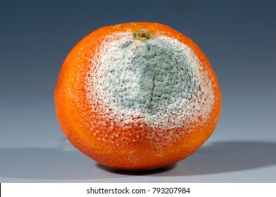 Penicillium Citrinum Growing On An Orange. (Penicillin Mold)