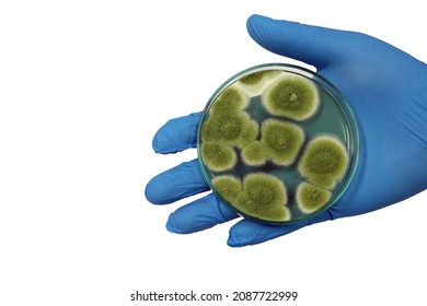 Penicillium expansum grows in Malt Extract Agar with Petri dish hold in hand wears nitrile glove for isolating cultivate yeast, mold and fungal samples, in medical health laboratory analysis disease.