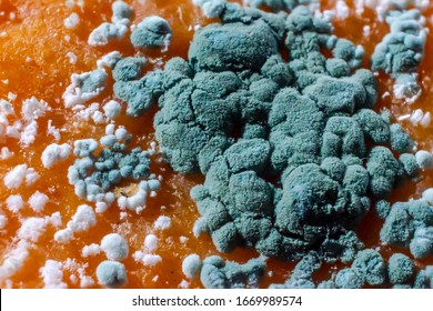 Penicillium Mold On An Orange Fruit, Macro Photo. Microscopic Fungi Producing Penicillin Antibiotic