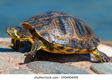 Cooter Images, Stock Photos & Vectors | Shutterstock