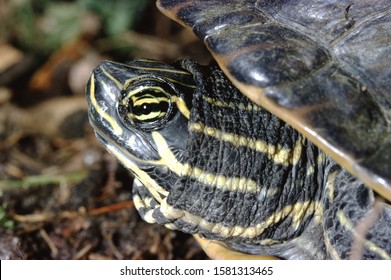 82 Coastal plain cooter turtle Images, Stock Photos & Vectors ...