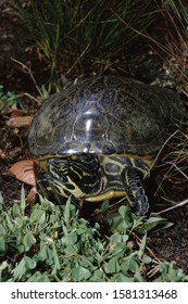 82 Coastal plain cooter turtle Images, Stock Photos & Vectors ...