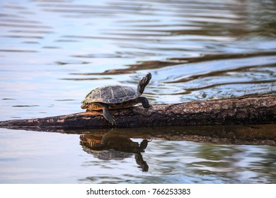 82 Coastal plain cooter turtle Images, Stock Photos & Vectors ...