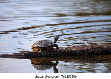 82 Coastal plain cooter turtle Images, Stock Photos & Vectors ...