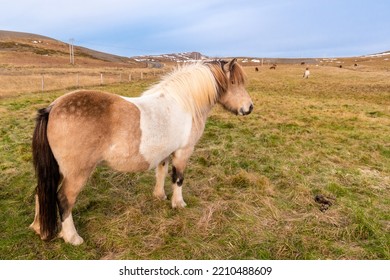 The Snæfellsnes Peninsula In Iceland Has A Lot Of Beautiful Nature