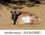 Peninsular Pronghorn (Antilocarpra americana peninsularis), is a species of artiodactyl mammal indigenous