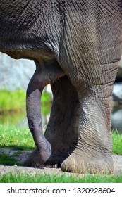 Elefant Kuk